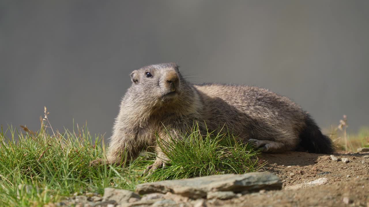 土拨鼠(Marmota Marmota)，年轻的动物躺在山上视频素材