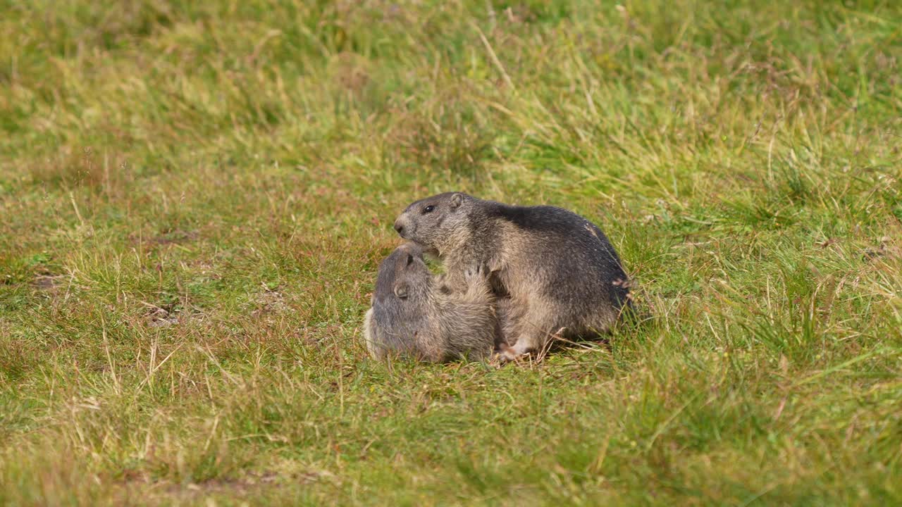 土拨鼠(Marmota Marmota)，两只小动物在山里打架视频素材