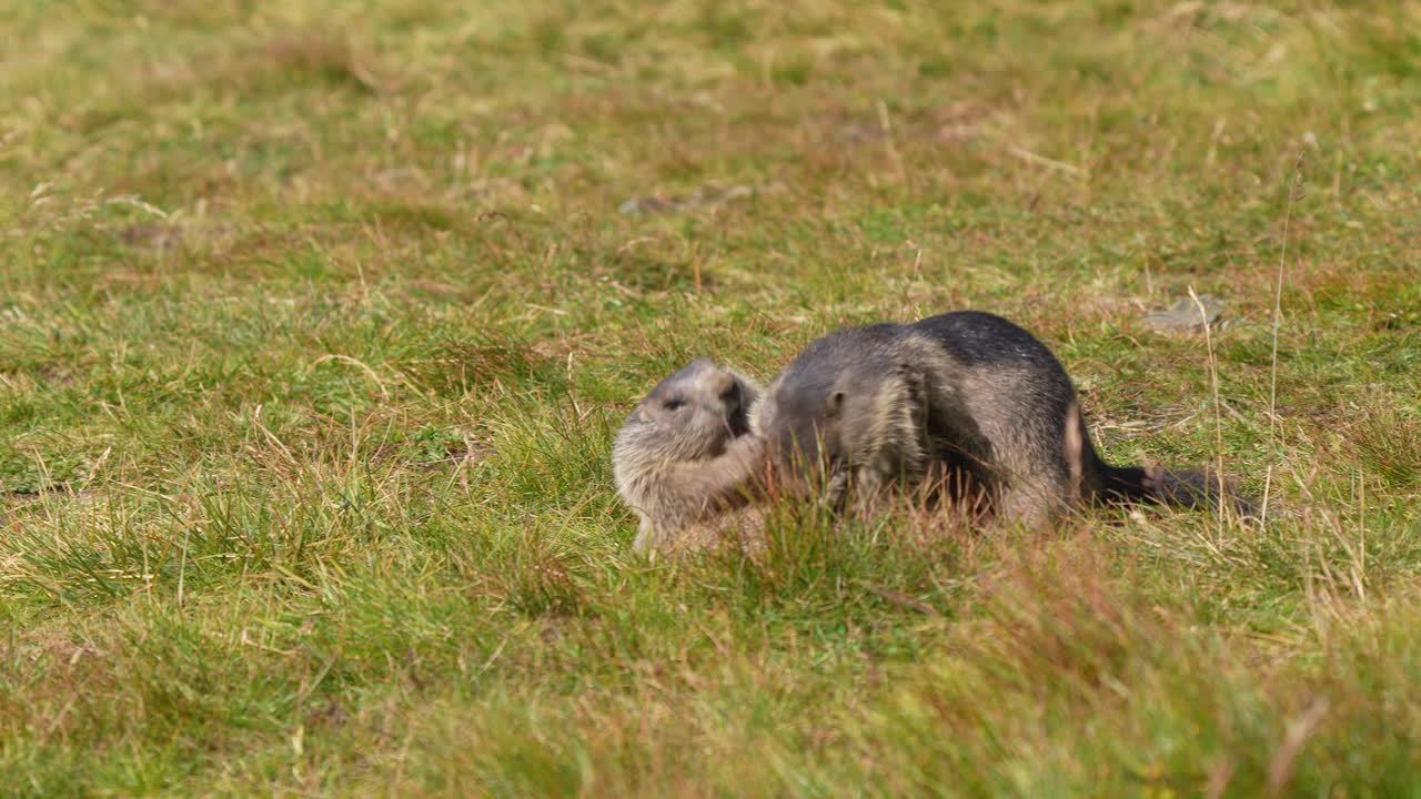 土拨鼠(Marmota Marmota)，两只小动物在山里打架视频素材