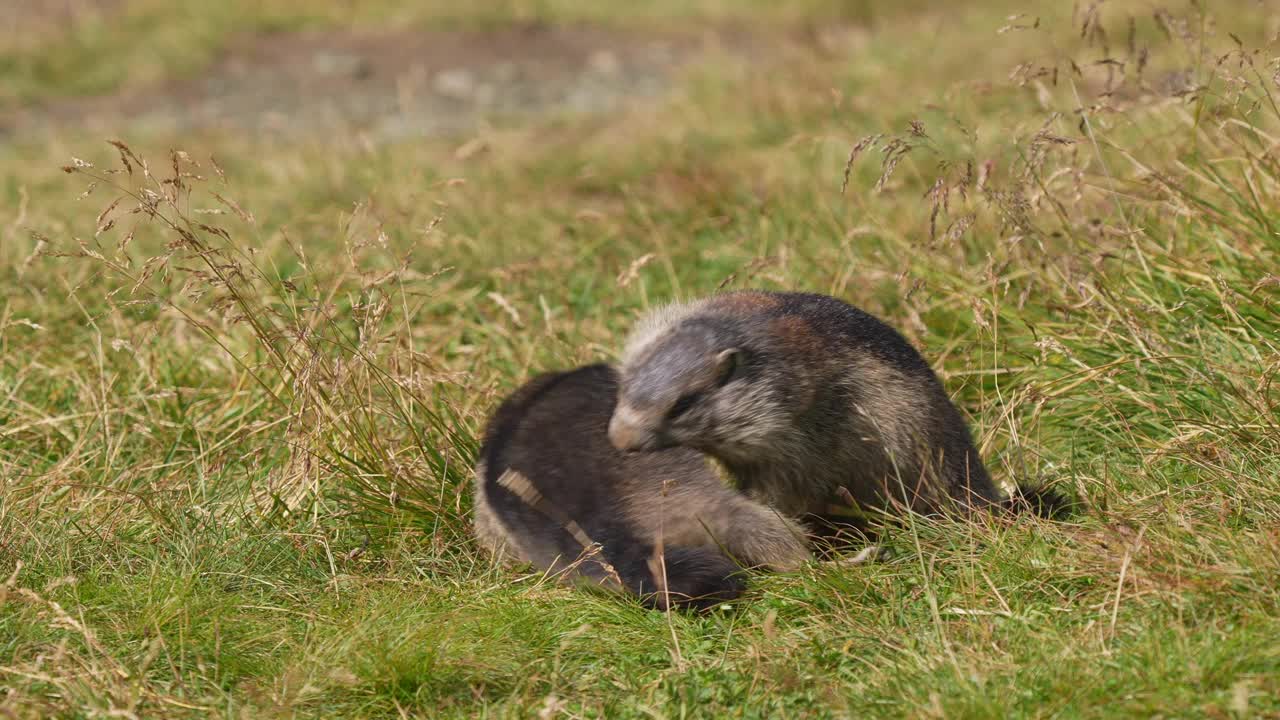 土拨鼠(Marmota Marmota)，两只小动物在山里打架视频素材