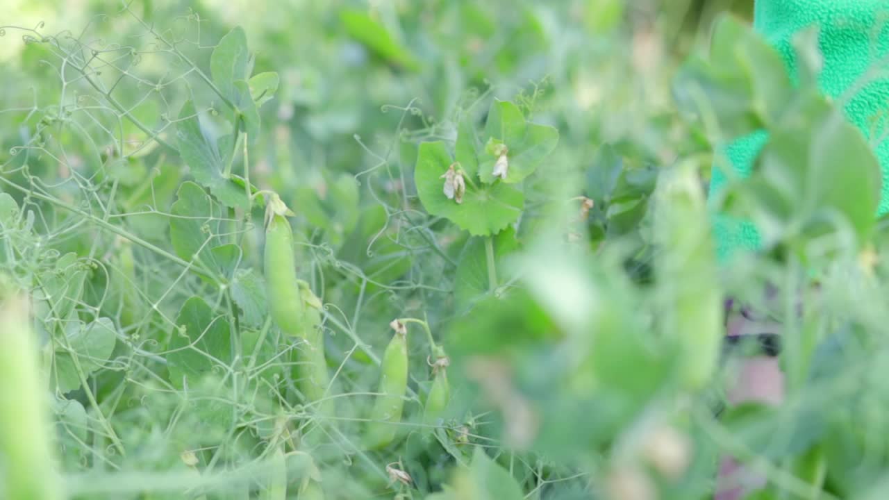 女人的手在一个小桶里收集绿色的豌豆荚，在后院做园艺。花园里的豌豆。一位农民从灌木丛中采摘青豆荚。视频素材