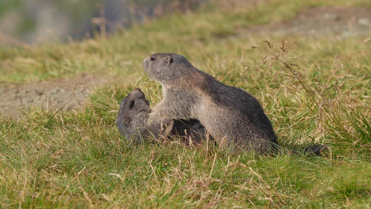 土拨鼠(Marmota Marmota)，两只小动物在山里打架视频素材