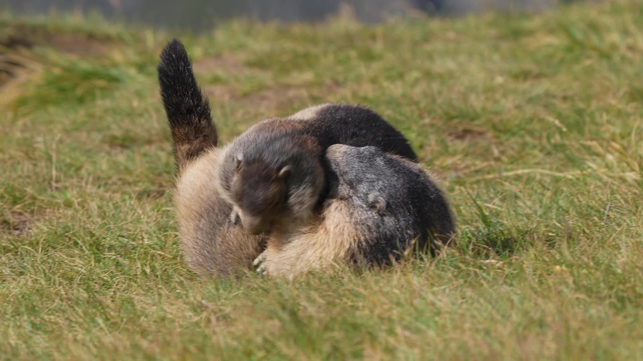 土拨鼠(Marmota Marmota)，成年土拨鼠带着幼小的山地动物视频素材