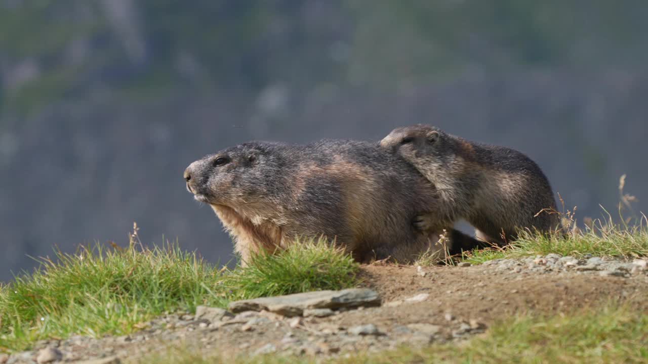 土拨鼠(Marmota Marmota)，成年和年幼的动物在山区战斗视频素材