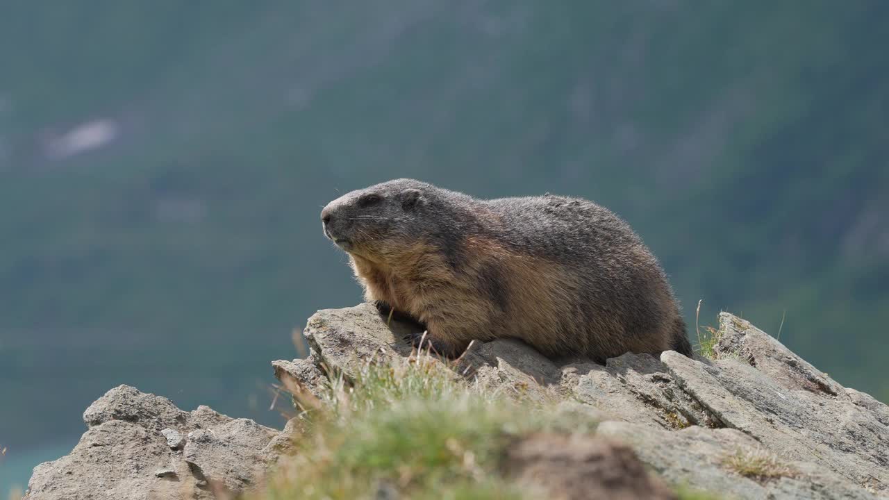 土拨鼠(Marmota Marmota)，年轻的动物躺在山上视频素材