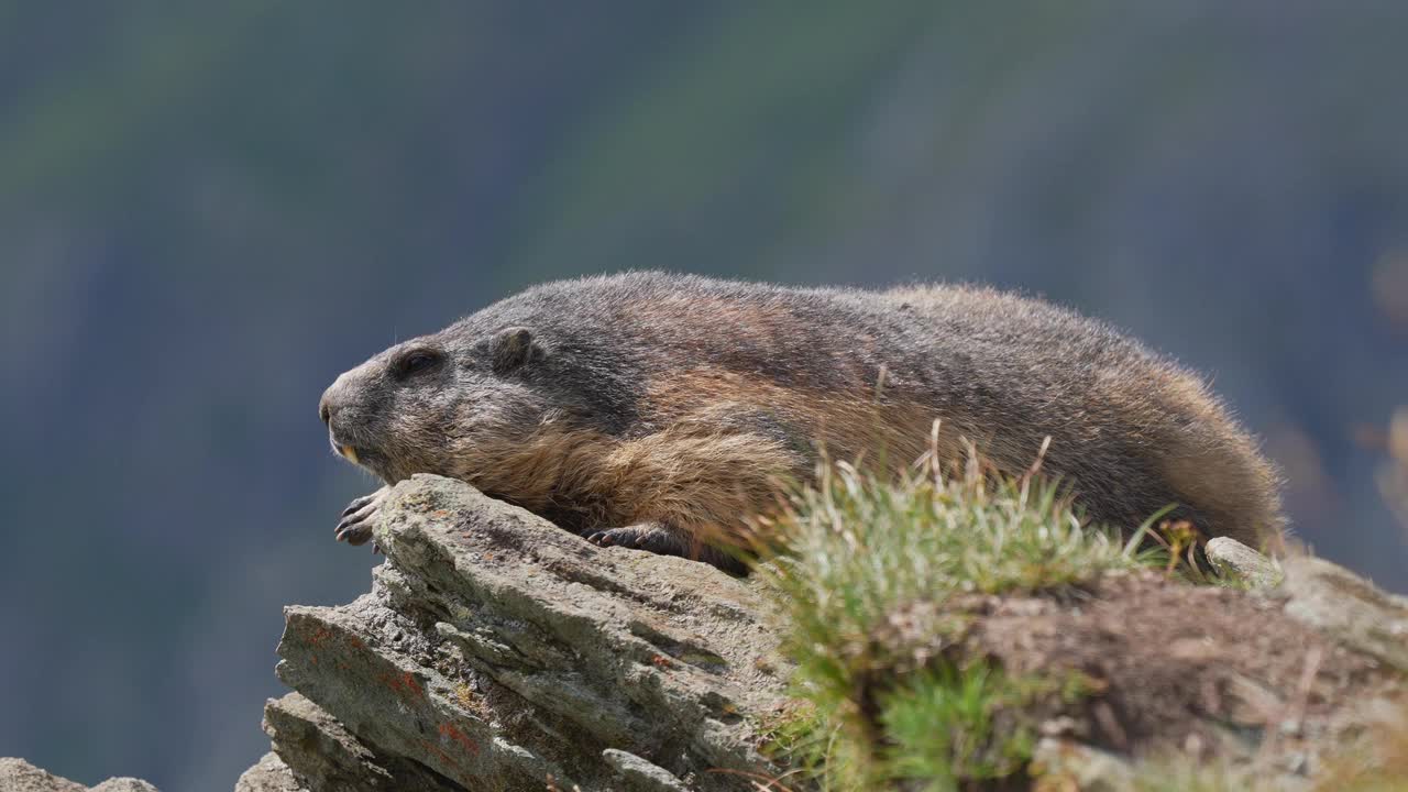 土拨鼠(Marmota Marmota)，年轻的动物躺在山上视频素材