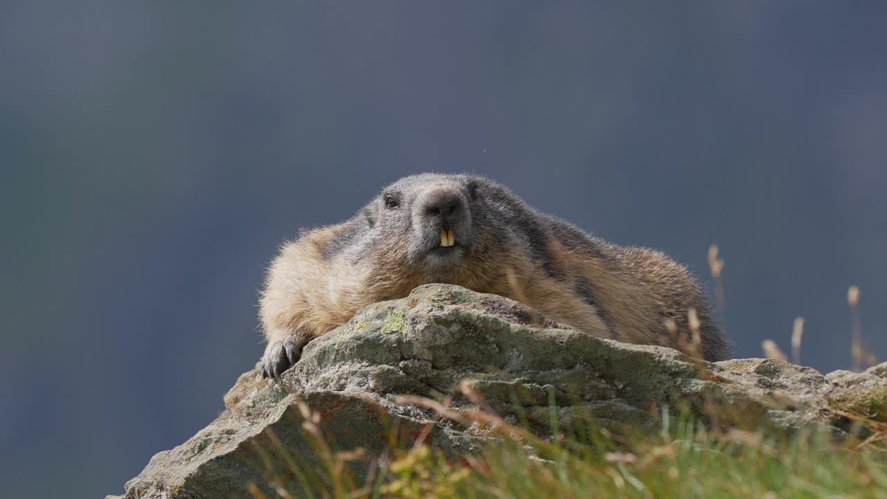 土拨鼠(Marmota Marmota)，山地视频素材