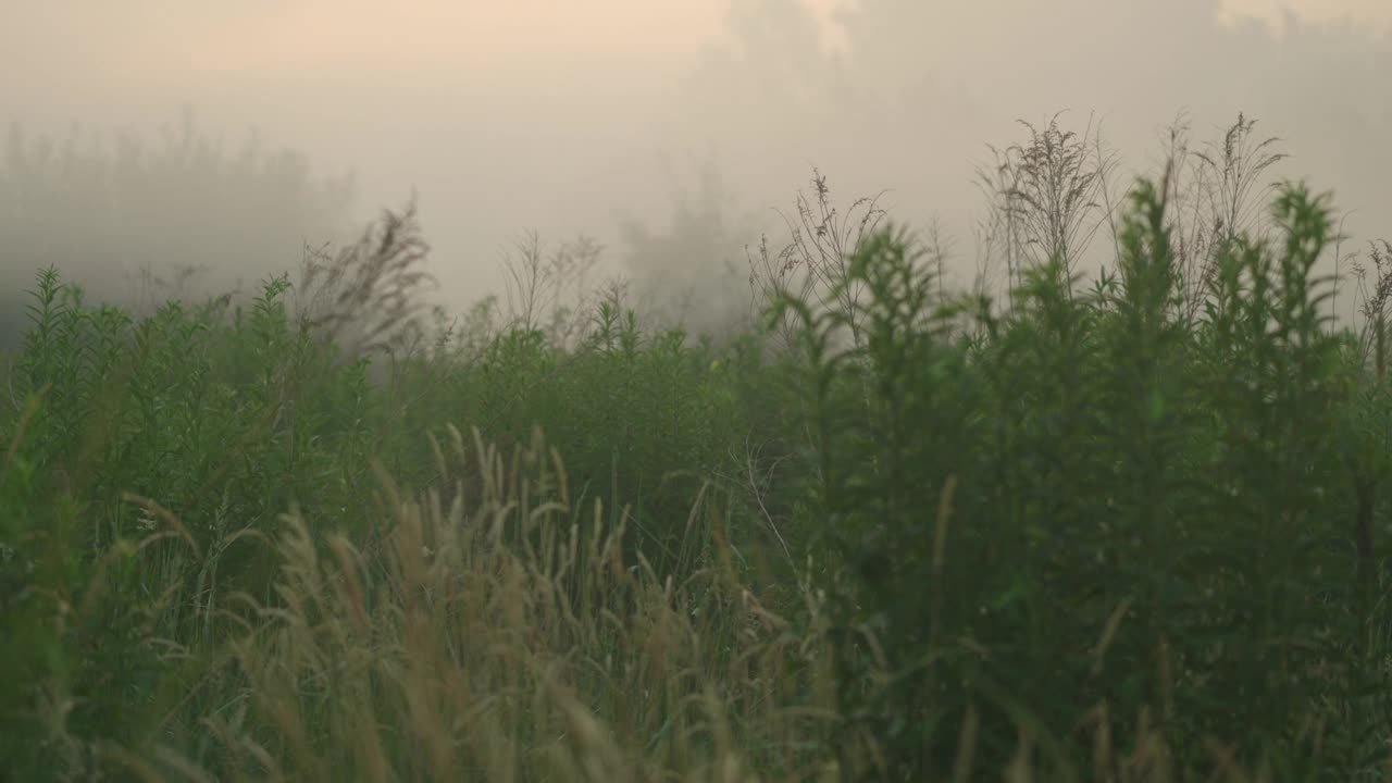 雾蒙蒙的晨景，非耕田在晨雾中，没有人视频素材