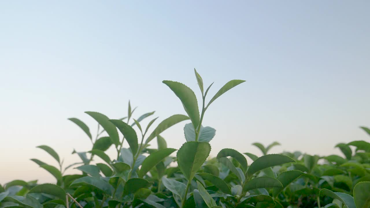 有机农场阳光下的绿茶树叶子。夏日清晨，新鲜嫩芽的草本农场。阳光绿树茶树。早晨，树茶树绿植自然视频素材