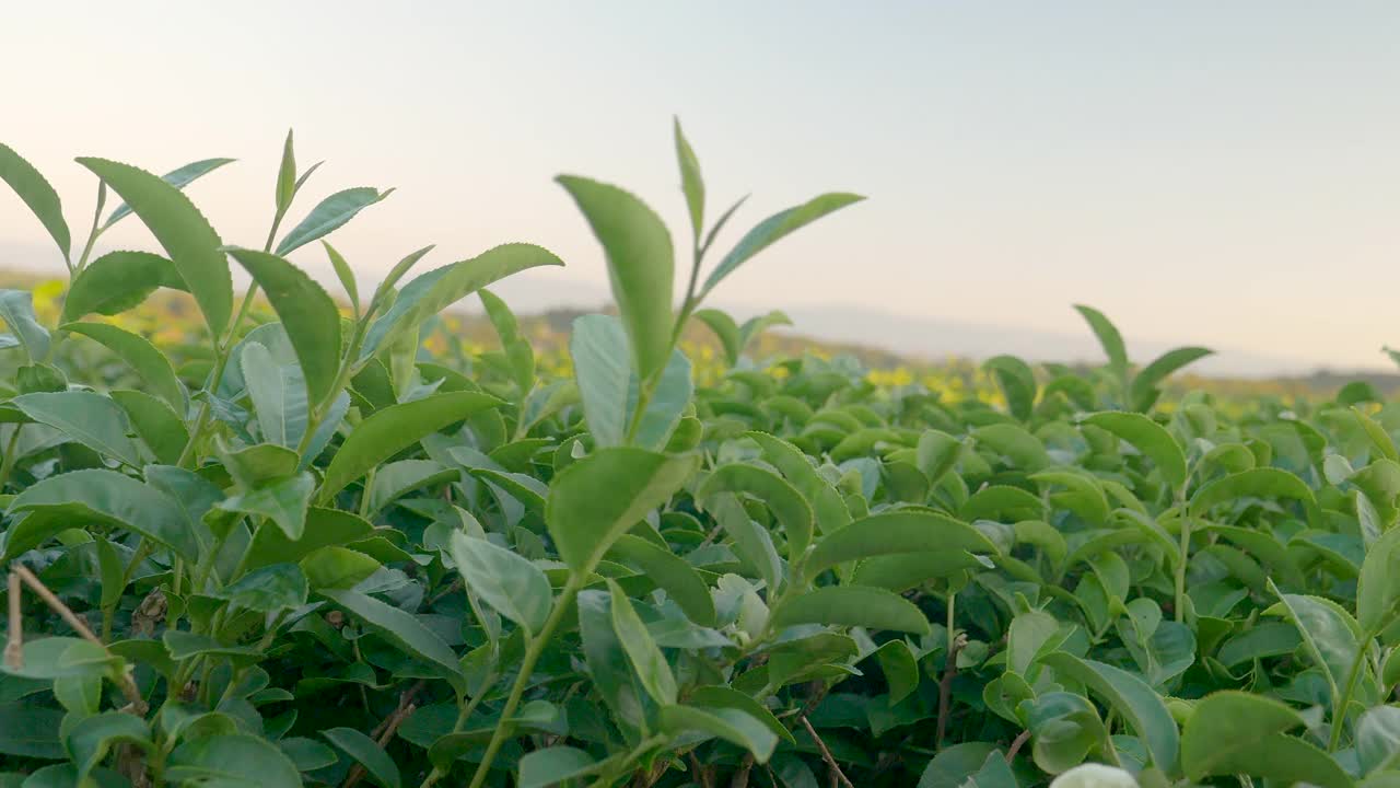 有机农场阳光下的绿茶树叶子。夏日清晨，新鲜嫩芽的草本农场。阳光绿树茶树。早晨，树茶树绿植自然视频素材