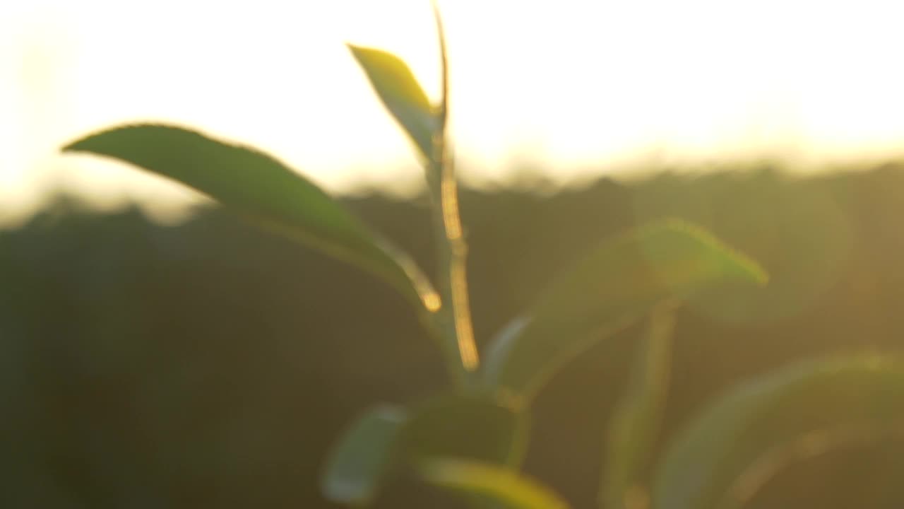 有机农场阳光下的绿茶树叶子。夏日清晨，新鲜嫩芽的草本农场。阳光绿树茶树。早晨，树茶树绿植自然视频素材