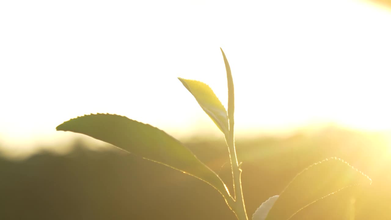 有机农场阳光下的绿茶树叶子。夏日清晨，新鲜嫩芽的草本农场。阳光绿树茶树。早晨，树茶树绿植自然视频素材