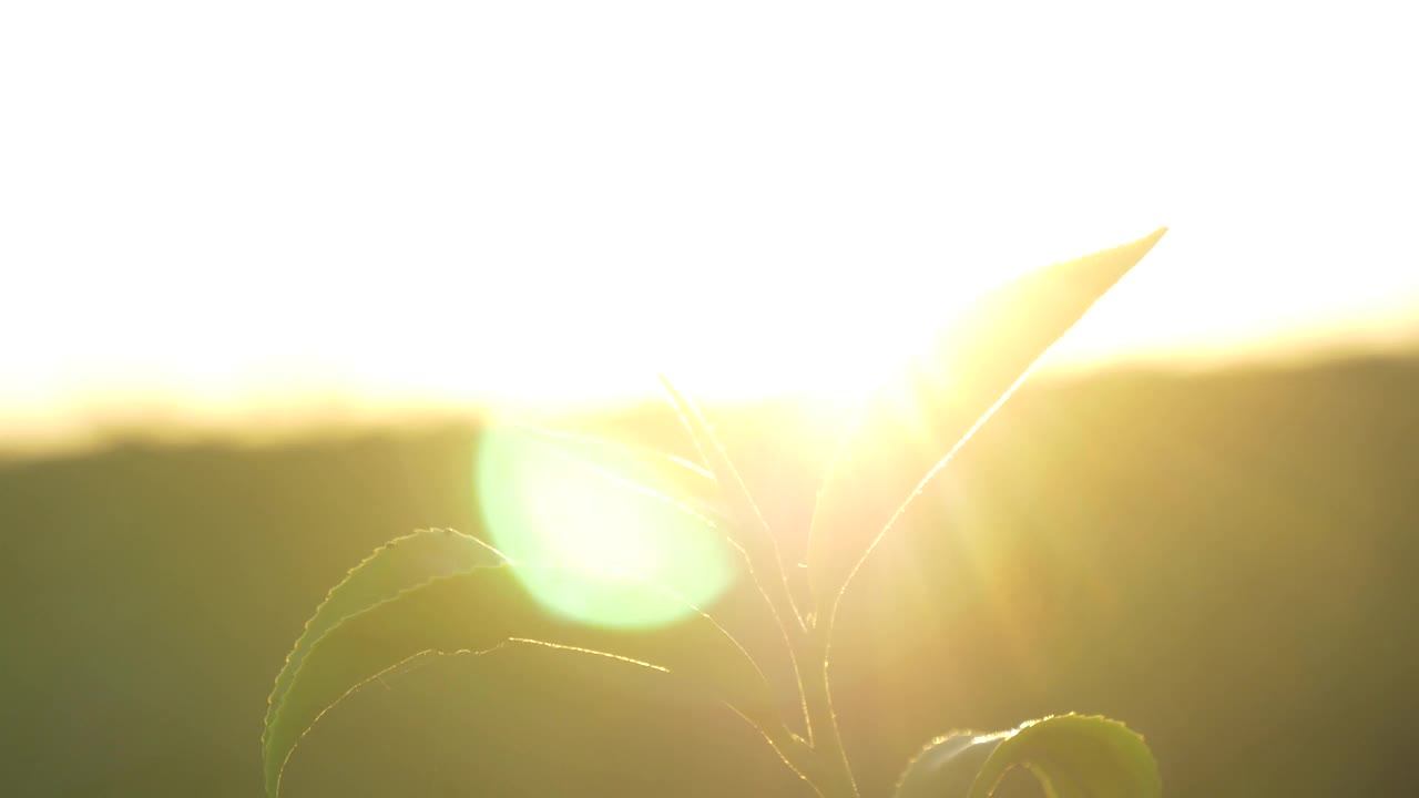 有机农场阳光下的绿茶树叶子。夏日清晨，新鲜嫩芽的草本农场。阳光绿树茶树。早晨，树茶树绿植自然视频素材