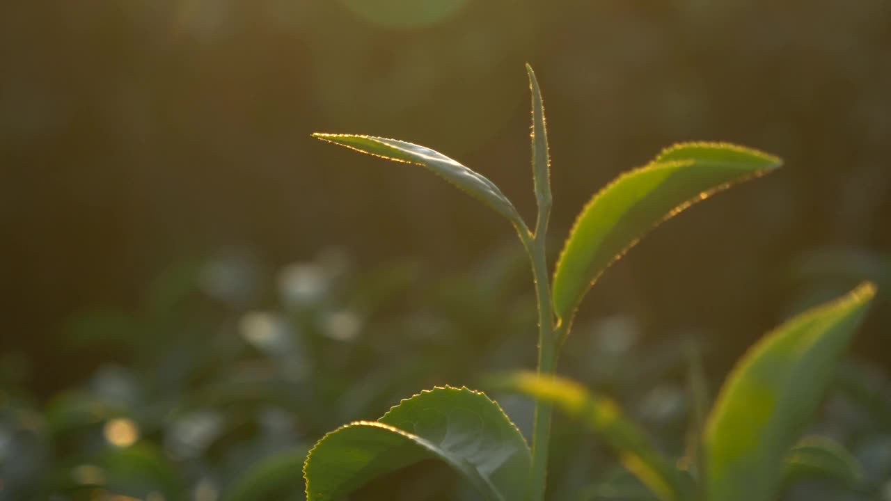 有机农场阳光下的绿茶树叶子。夏日清晨，新鲜嫩芽的草本农场。阳光绿树茶树。早晨，树茶树绿植自然视频素材