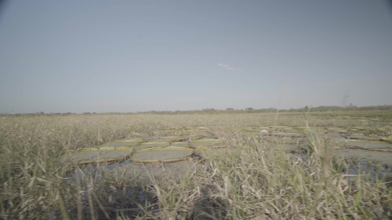 潘塔纳尔湖的睡莲叶子视频下载