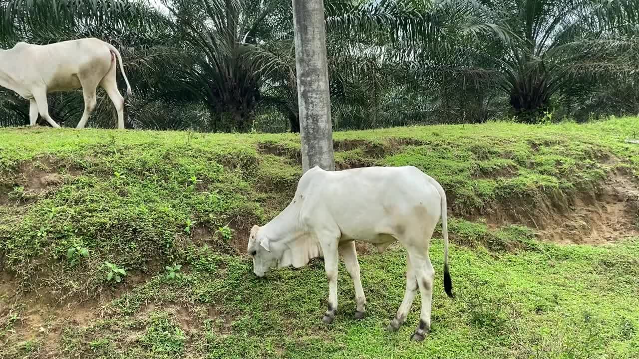 牛在吃草视频素材