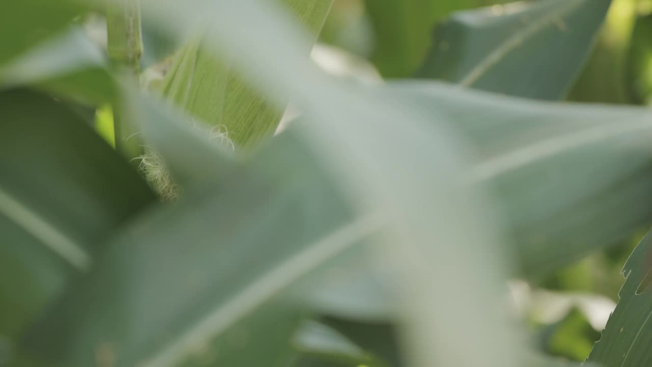 在晴朗的夏日里，在蓝天下，在阳光下的田地里，近距离地拍摄玉米树，展示了有机农业的概念，即种植蔬菜和在农村地区种植工业植物以供应食物。视频素材