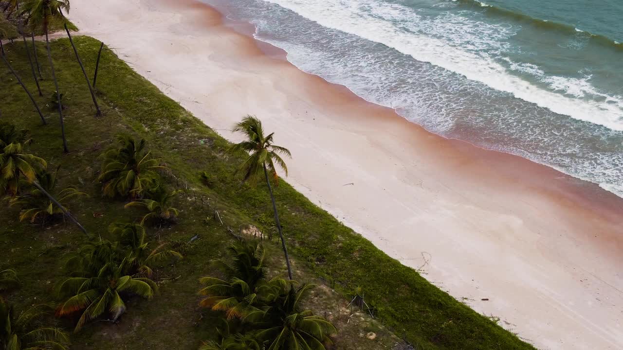 摄像机环绕一棵高大的椰子树，原始的巴西海滩海浪拍打在海滩上视频素材