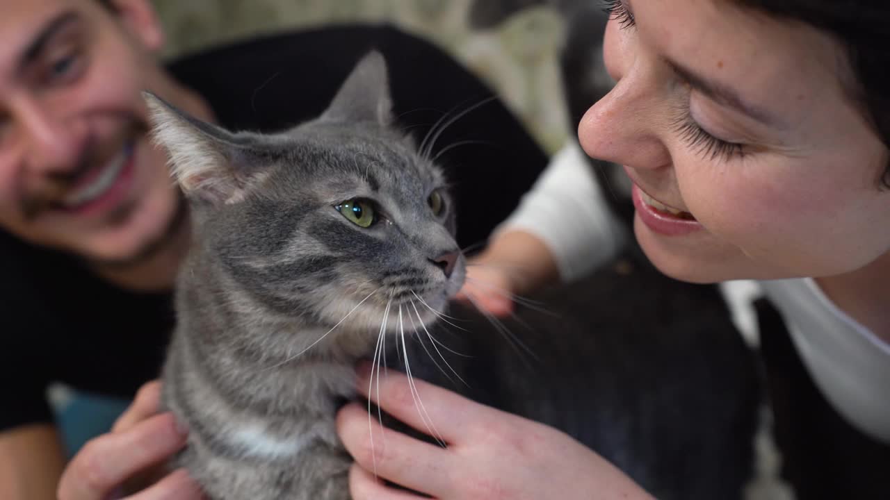 一对年轻夫妇在床上和他们的猫玩耍。视频下载