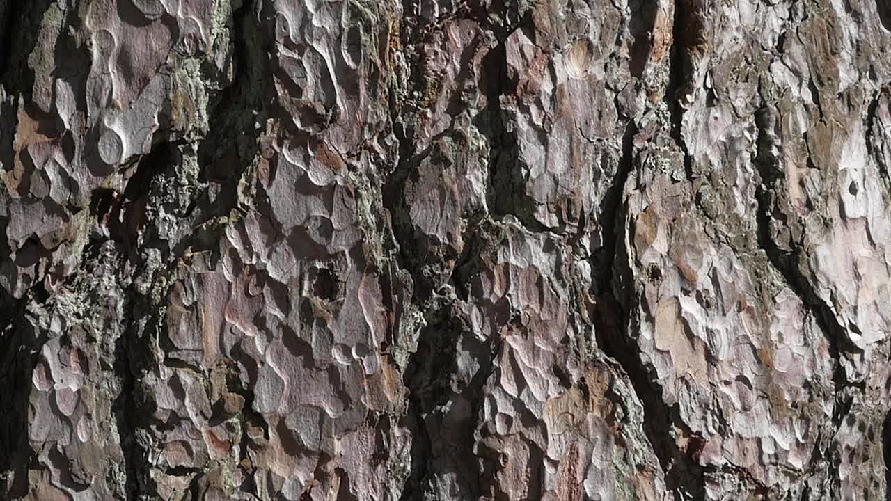 树皮。摄像机沿着树干慢慢滑动视频素材