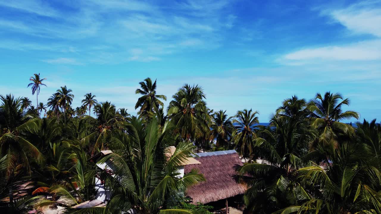 原始的巴西海滩，深蓝色的大海和椰子树都在海滩上，摄像机在椰子树后面升起，航拍视频视频素材