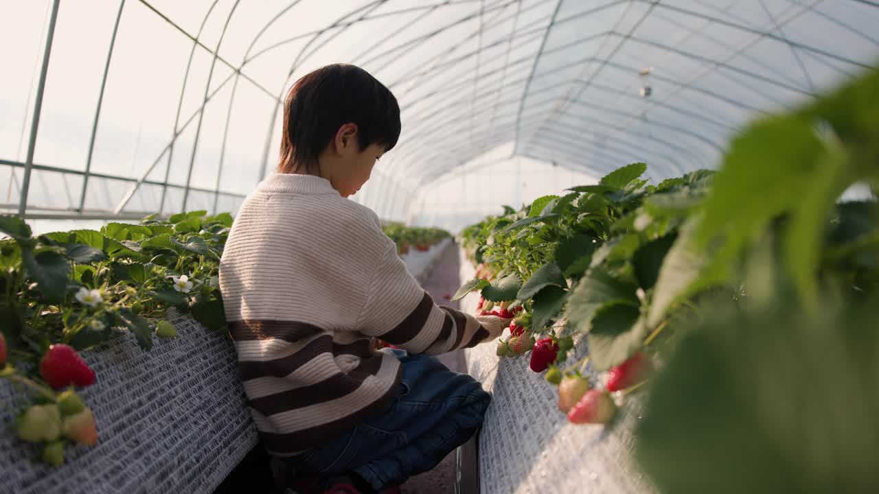 一个亚洲男孩在塑料温室里收获草莓。视频素材