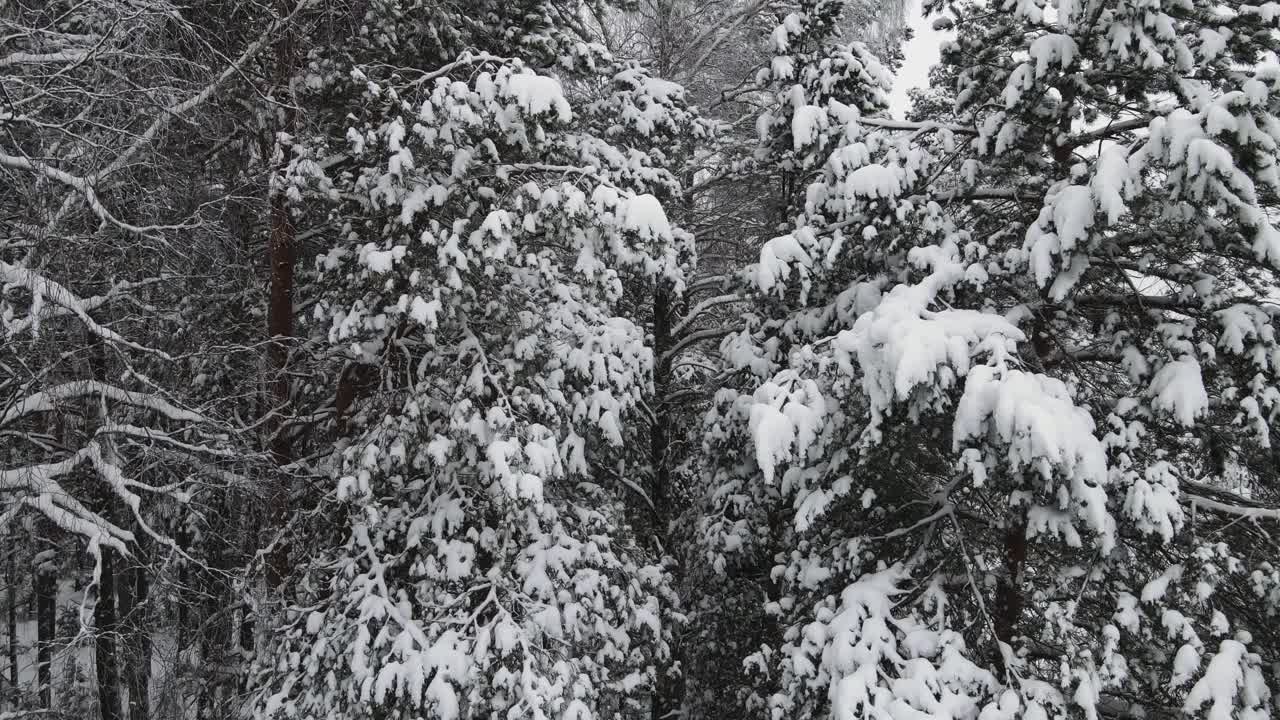 美丽的雪覆盖杉树在森林在北方，鸟瞰。视频下载