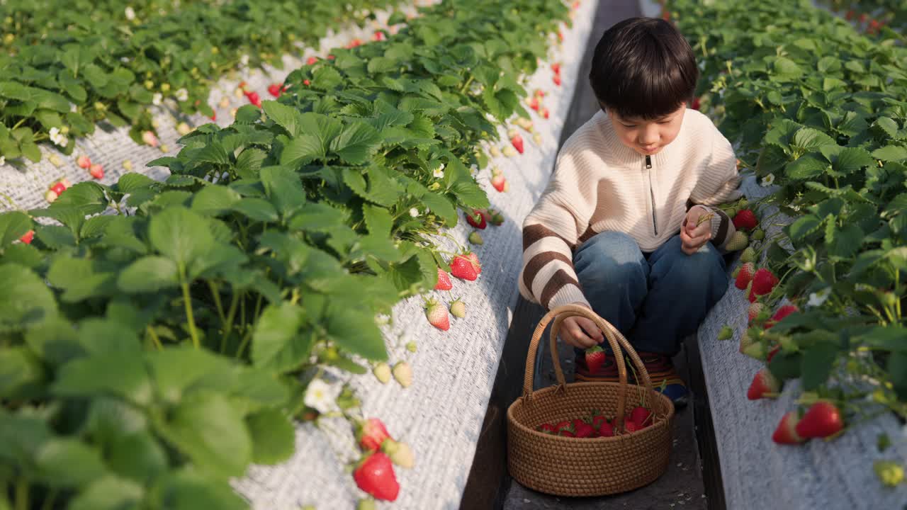 小男孩在农场采摘草莓，在户外视频素材