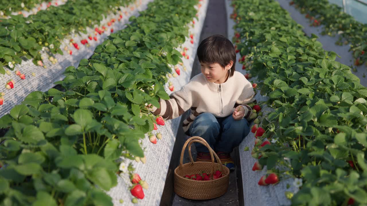 快乐的学前班小男孩在草莓农场摘草莓视频素材