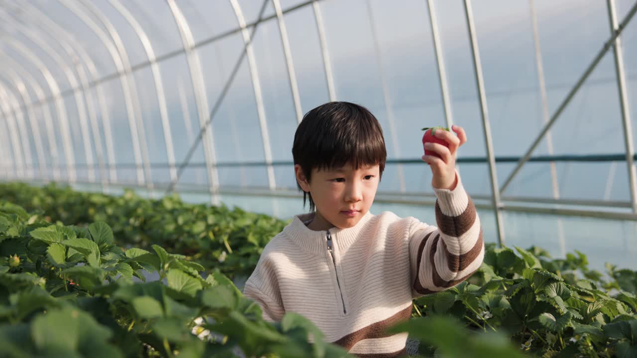 小男孩在农场地里摘草莓视频素材