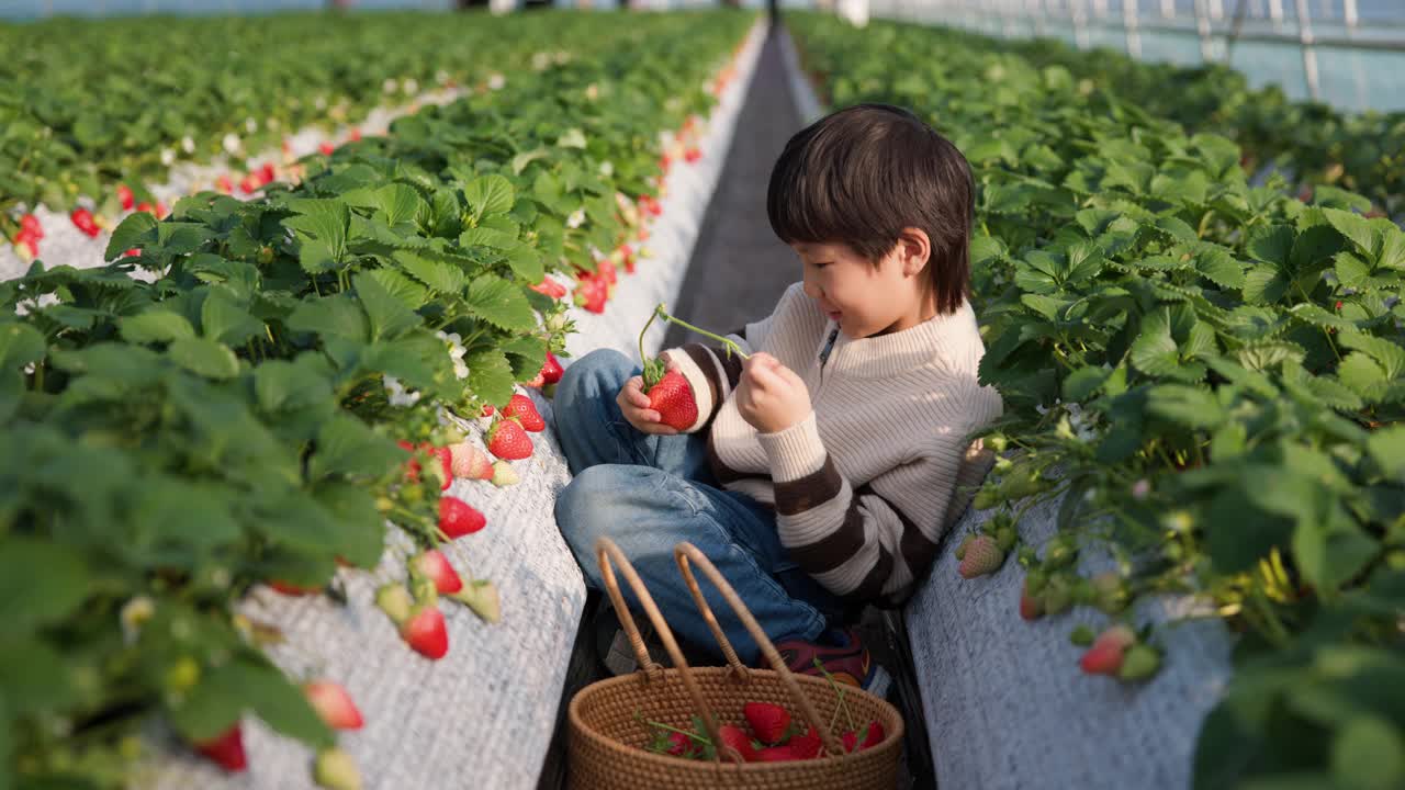 一个小孩在草莓农场的田里摘草莓。视频素材