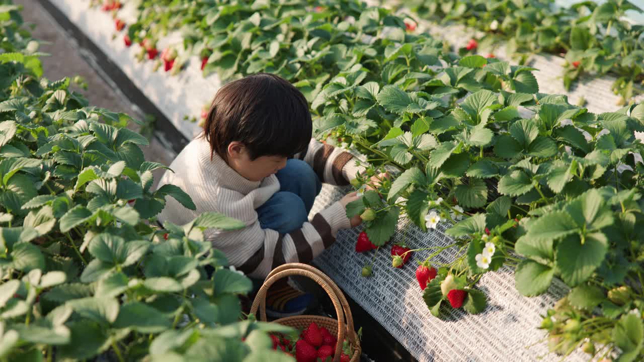 小男孩摘草莓视频素材