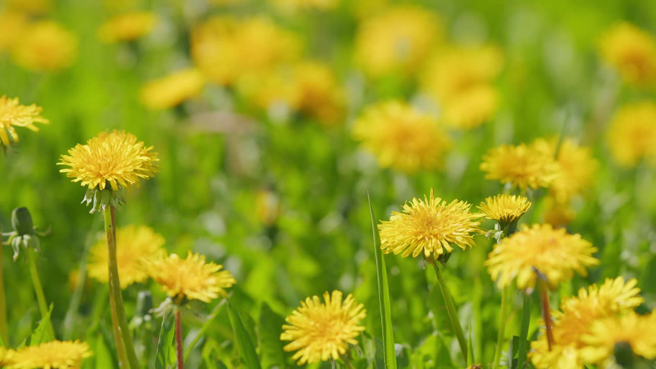 春天的花。明亮的黄色花序——舌花的篮子。缓慢的运动。视频素材