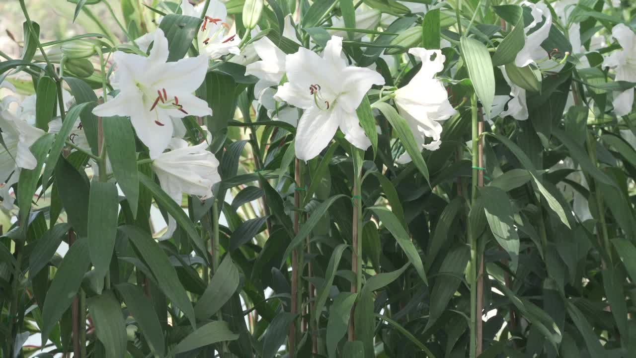 百合花盛开，花园花场园艺视频素材