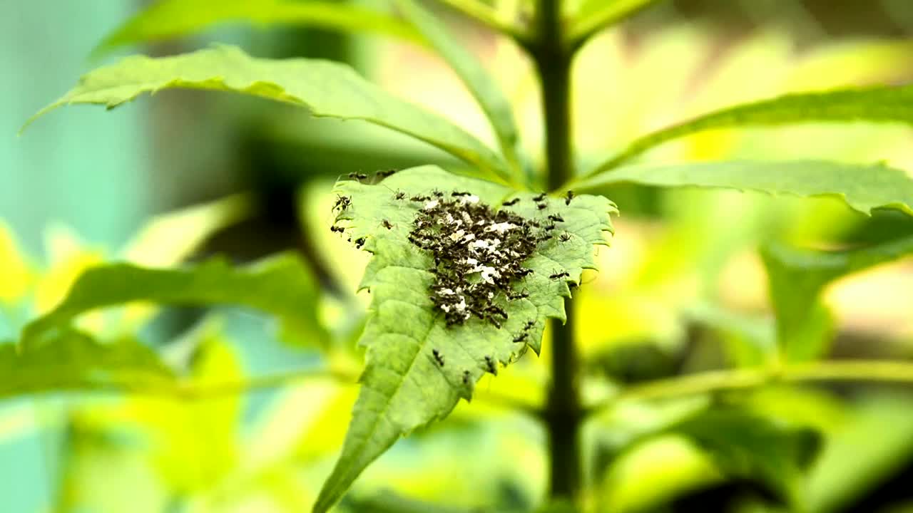 在雨季，一群黑色的蚂蚁在绿叶上移动白色的蛋。视频下载