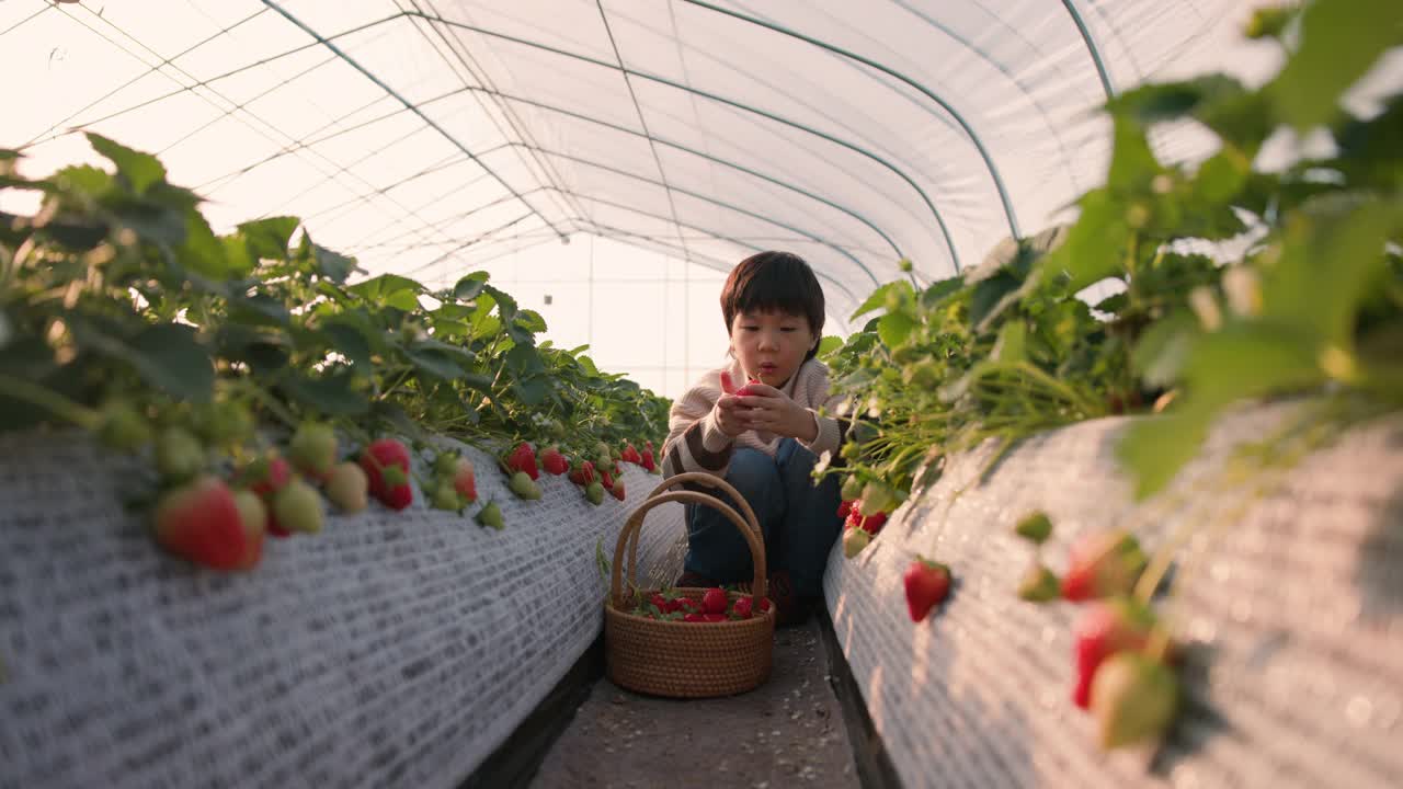 春天，小男孩在草莓地里摘草莓视频素材