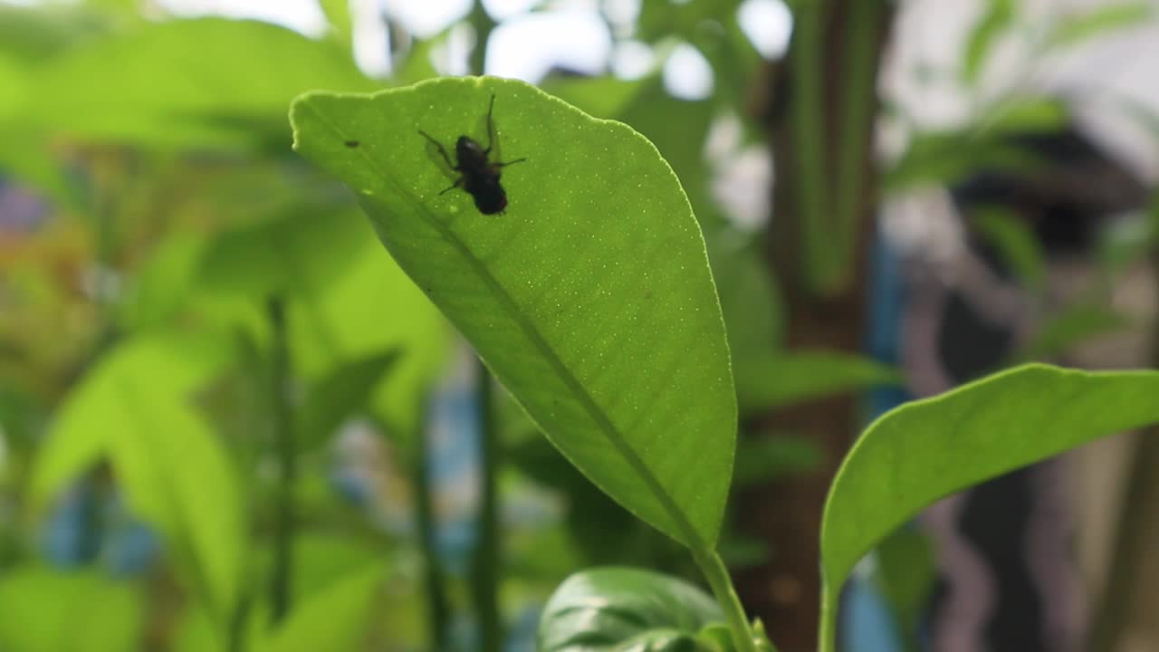 绿色飞视频下载