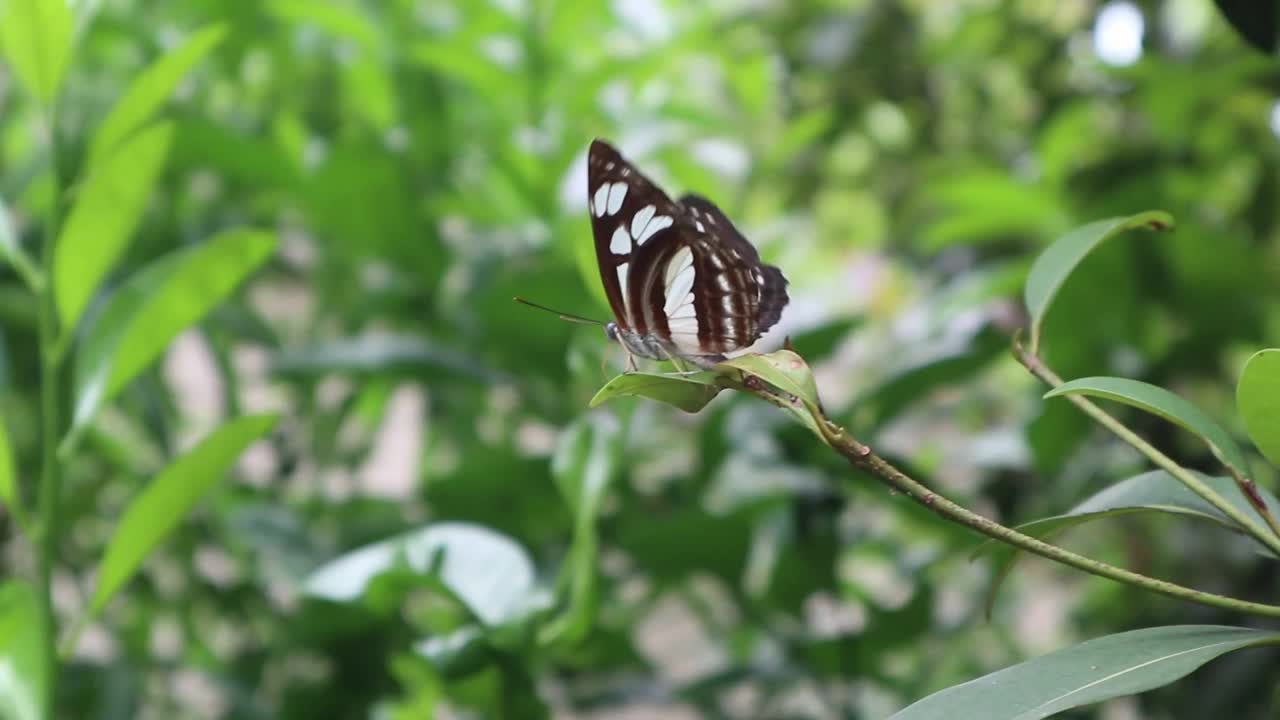 蝴蝶视频素材