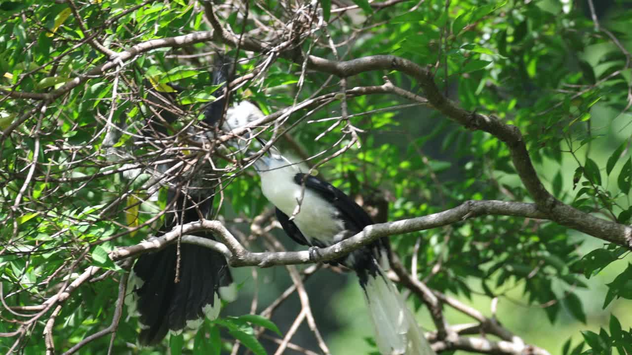 犀鸟:包括成年雌犀鸟和幼犀鸟白冠犀鸟(Berenicornis comatus)，又称长冠犀鸟或白冠犀鸟。视频素材