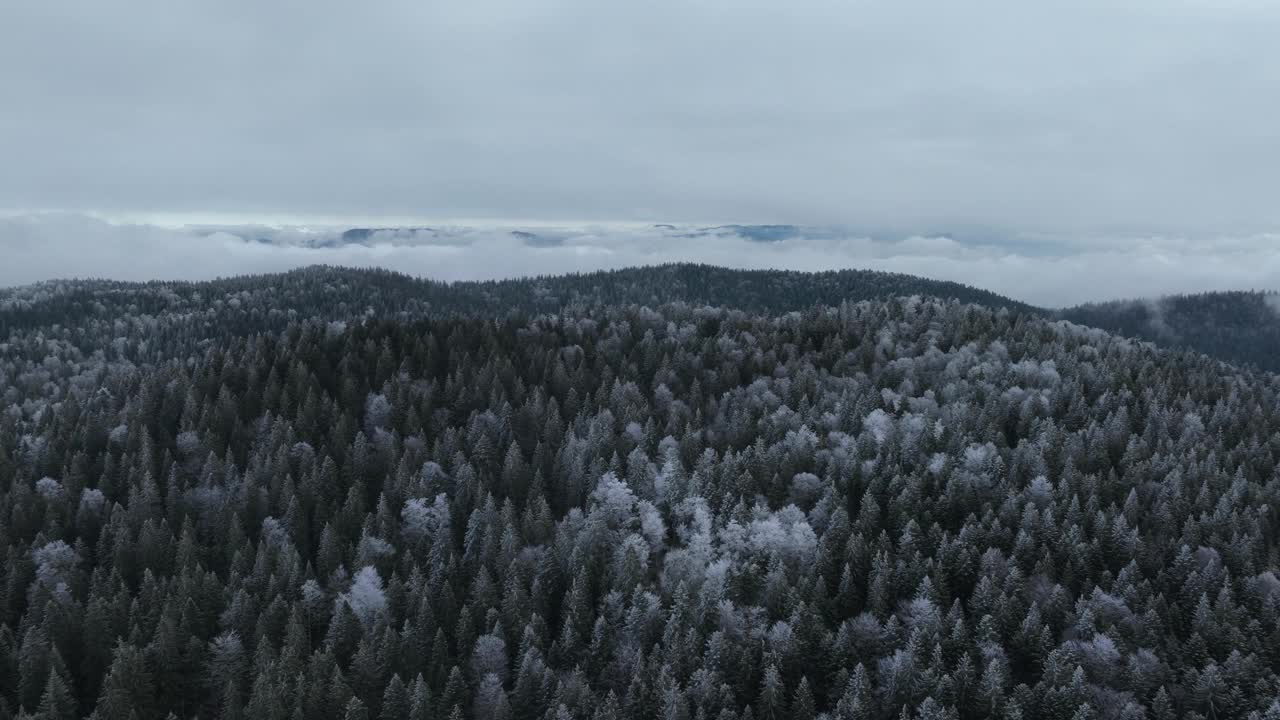 鸟瞰北方雪林冬季景观，降雪和第一次新鲜积雪覆盖的森林，自上而下的视图。视频素材