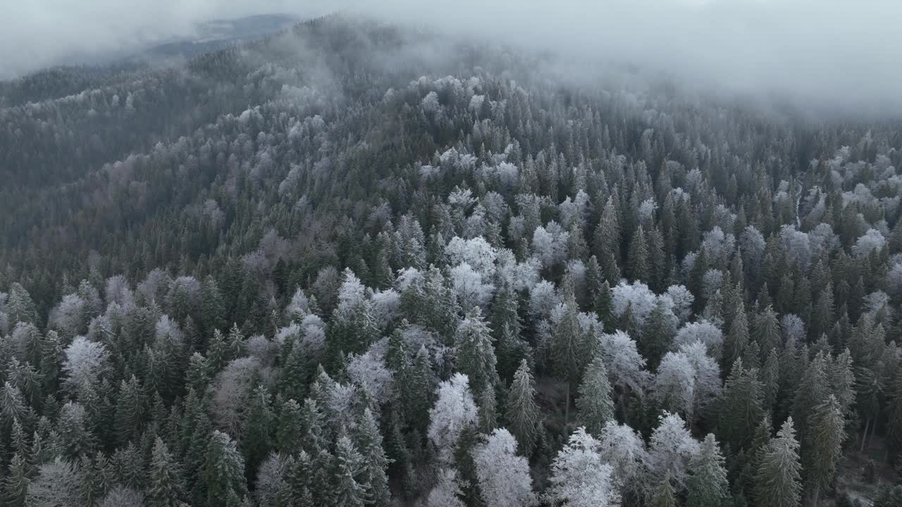 鸟瞰北方雪林冬季景观，降雪和第一次新鲜积雪覆盖的森林，自上而下的视图。视频素材