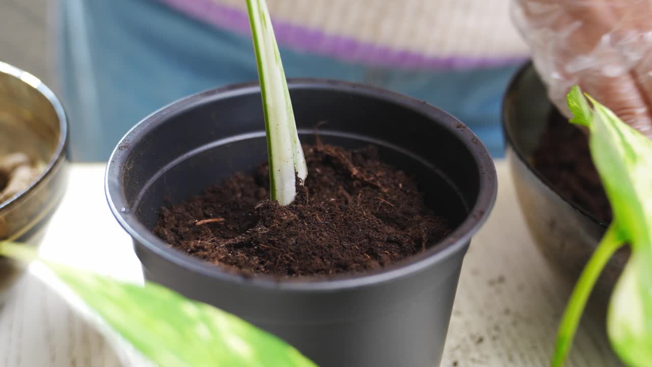 一位妇女将一株室内植物移栽到花盆中。视频素材