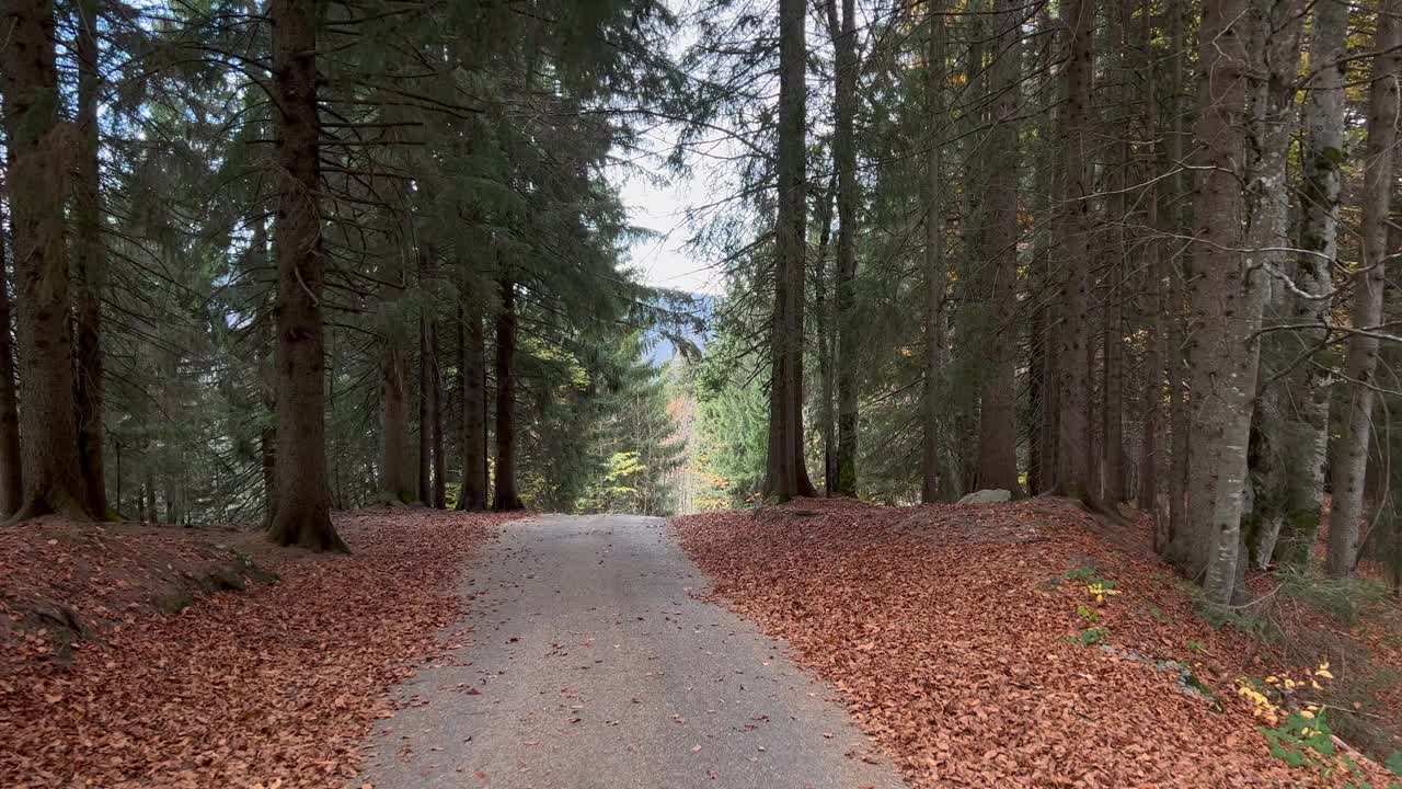 森林中的风景柏油路视频素材