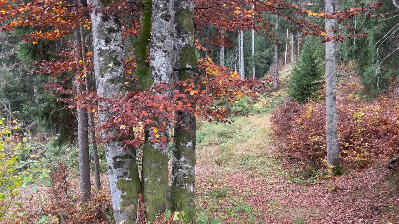 森林里的树，背景是山视频素材