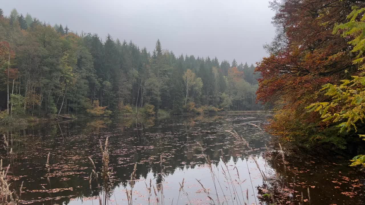 秋林中的湖水视频素材