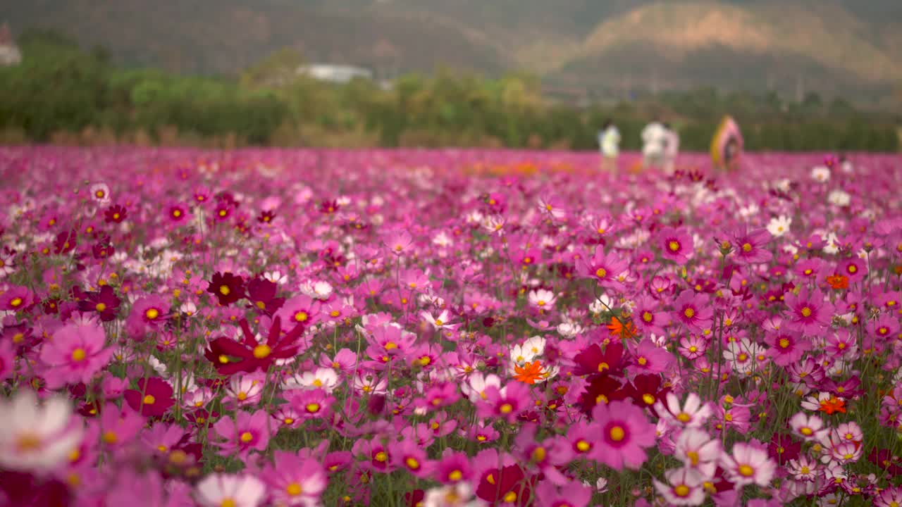 硫磺宇宙花在花园里盛开。视频素材