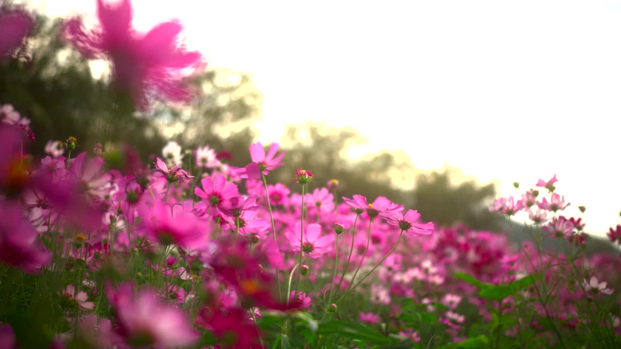 硫磺宇宙花在花园里盛开。视频素材