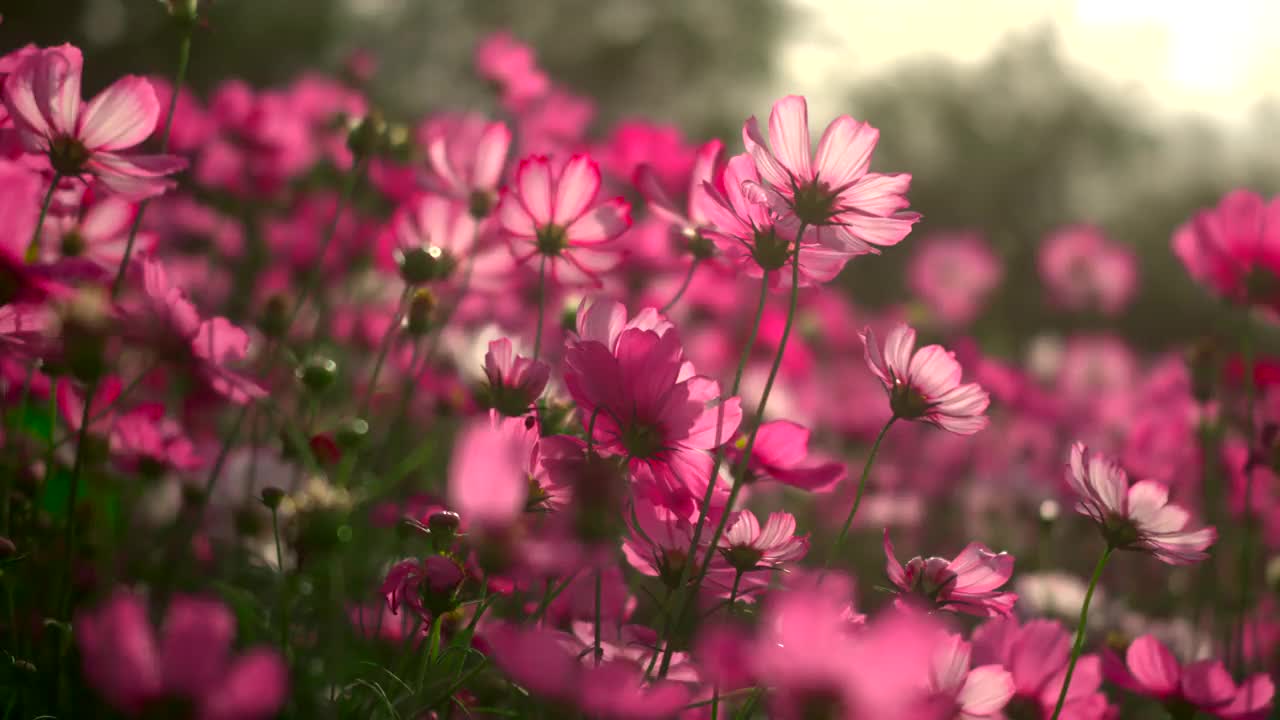 硫磺宇宙花在花园里盛开。视频素材