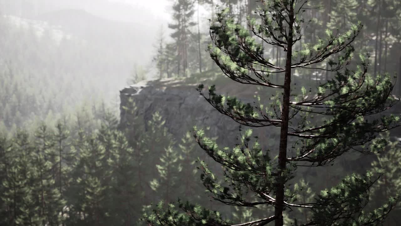 美丽偏远的常绿森林在山上视频素材