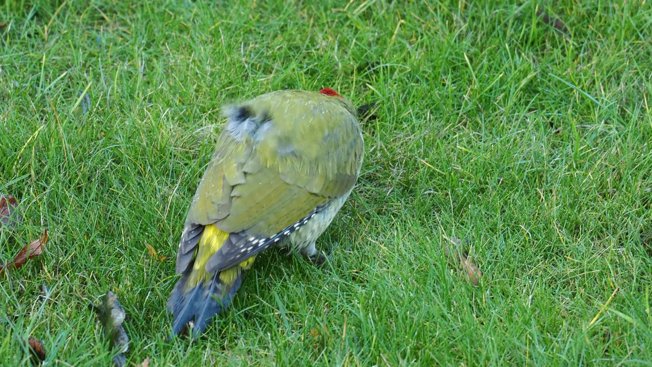 一只绿色啄木鸟，Picus viridis，在英国莱斯特郡拉夫堡的Quorn花园草坪上吃蚂蚁。视频素材